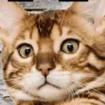 PIPER MLG (Extended)