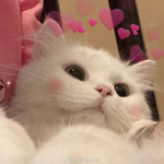 meow