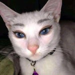 Peppa Pig Intro 1080p HD 60FPS