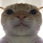 wi wi wi cat - Sound