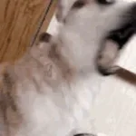 Last 2026.01.02 - 10.45.32.06 (copy)