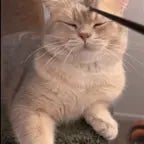 Киси киси мяу мяу - Sound