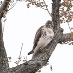 Red tail hawk scream