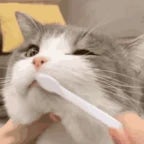 VAMOS MR GATO