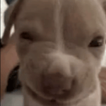 Chicken Sound Effect