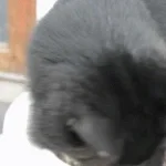 levi blir kåt av  victor (copy)