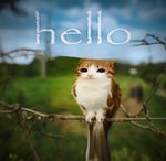 there doesnt seem to be a reason to goon