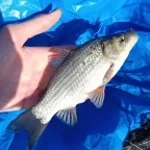 IA MA MANCA-MI-AI PULA