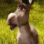 Donkey i’m all alone