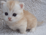 Kitty!