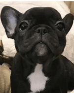 ksi yes yes yes no no no