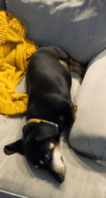 Gogo godzilla slidekick