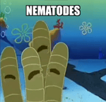 nematodes