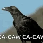 Loud crow Laugh