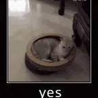 papanomaly saying yes a lot