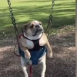 bulldog
