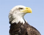 funny eagle