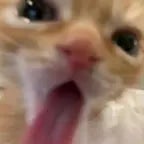 kici kici mial - Sound