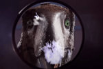 Polar Pakistaner