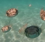 and perhaps a bit of tomfoolery