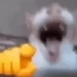 Cat Laugh