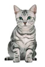 Buckethead & Serj We Are One