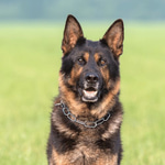 20 Sounds A German Shepherd Makes