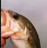 here in North Carolina we respect our wildlife BACKFLIP