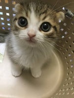 Children Yay! Sound Effect - Sound