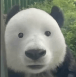 TRIENAMENTO DE FORCA