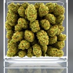 All of my twizz' got