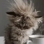 Chubby Little Bastards