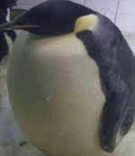 Oh No I’m the Biggest Bird Audio