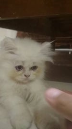 Kobo Kanaeru Uwu Sound Effect