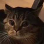 La cagueeee - Gato que habla