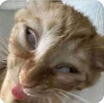 Machine Love KASANE TETO