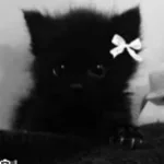 MONTAGEM ALQUIMIA (Super Slowed)