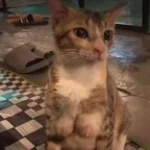 We are Charlie Kirk (Phonk Remix) (copy)