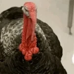 Pavo