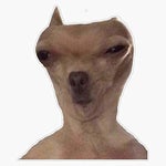 mamaguevo , digo glo glo glo