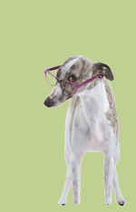 Nujabes Aruarian Dance (Samurai Champloo OST)