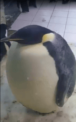 bine ma sa fiu eu cuc