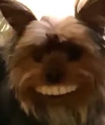 BANAN MELON KIWI OCH CITRON BASS BOOSTED