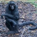 Muffled Monkey chaos soundboard