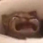 WAAAAAAAAAAAAA cat - Sound