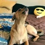 woof woof melwin