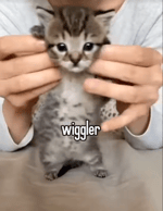 Wiggler cat Tummy full of soup