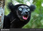 indri lemur hoyeah Full Meme