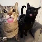 NECK HURTS - Sound