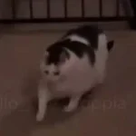 Vado al McDonald Param Param